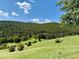 Expansive green field with scattered trees, creating a serene and picturesque natural landscape against a backdrop of lush hills at 153 Gold Run Trl, Idaho Springs, CO 80452