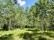 View of property's land with mature birch trees scattered on a sunny, grassy lot at 153 Gold Run Trl, Idaho Springs, CO 80452