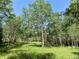 Scenic shot of grassy land with mature birch trees on property with clear blue sky at 153 Gold Run Trl, Idaho Springs, CO 80452