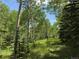 Picture of property's natural land featuring birch and evergreen trees with bright grassy clearing at 153 Gold Run Trl, Idaho Springs, CO 80452