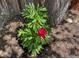 Beautiful close-up of a flower growing in the yard, near a tree and wooden fence at 2684 S Logan St, Denver, CO 80210
