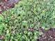 Beautiful closeup of a patch of succulents growing in the yard at 2684 S Logan St, Denver, CO 80210