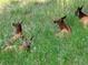 A group of wild deer resting in the property's lush green grass at 28065 Camel Heights Cir, Evergreen, CO 80439