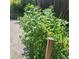 View of a yard featuring a garden with greenery, gravel and a wooden fence at 8229 Estes Ct, Arvada, CO 80005