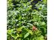 Close-up shot of a single raspberry growing in a yard full of bright green raspberry bushes at 8229 Estes Ct, Arvada, CO 80005