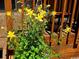 Close-up of bright yellow columbine flowers in a pot on a wooden deck, highlighting outdoor living at 10553 Adams St, Northglenn, CO 80233