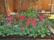 Close up of a lush flower bed featuring red flowers, green foliage and a charming wooden border at 10553 Adams St, Northglenn, CO 80233