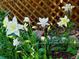 Delicate white columbine flowers blooming in a garden bed, complemented by a backdrop of wood fencing at 10553 Adams St, Northglenn, CO 80233