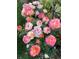 Up close view of pink and white roses in a garden at 10792 E Exposition Ave # 352, Aurora, CO 80012