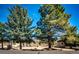 Ranch-style home with mature landscaping and a large front yard at 6936 S Chapparal W Cir, Centennial, CO 80016
