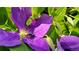 Vibrant purple clematis in full bloom, adding a touch of nature's beauty to any garden at 12164 Adams St, Thornton, CO 80241