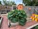 Beautiful backyard garden featuring raised brick garden beds, compost bins and an orange garden shed at 4907 Fenwood Dr, Highlands Ranch, CO 80130