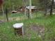 Lush, green yard with trees, including a partial view of a house and shed, creating a serene atmosphere at 11798 Sidney Rd, Golden, CO 80403