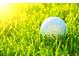 Close-up of a white golf ball nestled in lush green grass, illuminated by sunlight at 3055 N Albion St, Denver, CO 80207