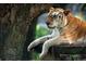 Stunning close-up of a tiger, showcasing its majestic beauty at 3055 N Albion St, Denver, CO 80207