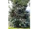 Mature blue spruce tree with silvery-blue needles adds beauty and shade to this yard at 667 W Valleyview Ave, Littleton, CO 80120