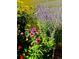 Lush garden featuring vibrant wildflowers at 3571 S Kittredge St # C, Aurora, CO 80013