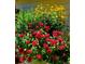 Beautiful and colorful garden, featuring red and yellow blossoms and rich green foliage at 3571 S Kittredge St # C, Aurora, CO 80013