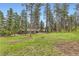 Secluded home surrounded by tall pine trees and a lush green lawn, offering privacy at 4856 Cheyenne Dr, Larkspur, CO 80118