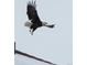 An eagle is flying near the house at 4971 Bross Pl, Broomfield, CO 80023