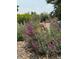 Beautiful gardens featuring lavender plants, shrubbery and small rocks at 1829 S Lee St # C, Lakewood, CO 80232
