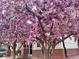 Beautiful trees in full bloom framing the entrance, enhancing curb appeal at 5677 S Park Pl # D310, Greenwood Village, CO 80111