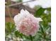 Delicate close-up of a light pink flower with soft petals and greenery backdrop at 5185 N Meade Street St, Denver, CO 80221