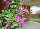 Beautiful purple flowers adorn the front of the house at 5185 N Meade Street St, Denver, CO 80221
