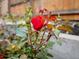 Close-up of a beautiful red rose with water droplets, showcasing its vibrant color at 5185 N Meade Street St, Denver, CO 80221