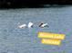 View of three white pelicans swimming in the lake at 1211 S Zuni St, Denver, CO 80223