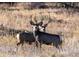 Two beautiful deer in a field, perfect for wildlife enthusiasts and nature lovers at 11683 Pointe View Dr, Longmont, CO 80503