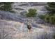 A deer stands in a field surrounded by trees, ideal for those seeking a peaceful and natural environment at 11683 Pointe View Dr, Longmont, CO 80503