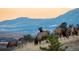 Tranquil scene of elk grazing at sunset with a backdrop of distant mountains, showcasing natural beauty at 11683 Pointe View Dr, Longmont, CO 80503