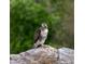 Majestic hawk perched atop a rock, showcasing the natural beauty of the surrounding landscape at 11683 Pointe View Dr, Longmont, CO 80503