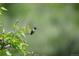 A beautiful hummingbird sits on a branch with leaves, perfect for nature lovers at 11683 Pointe View Dr, Longmont, CO 80503