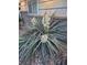Unique desert style plant providing eye catching landscaping detail near the home's exterior at 8455 W Belmar Ave, Lakewood, CO 80226