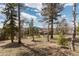 Secluded backyard with beautiful trees and mountain views at 11033 Barker Ave, Conifer, CO 80433