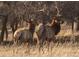 Two large elk in a field surrounded by trees and dry grass at 11033 Barker Ave, Conifer, CO 80433