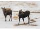 Two moose standing on a snow covered meadow at 11033 Barker Ave, Conifer, CO 80433
