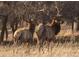 A pair of majestic elk stand amidst a field of golden grass at 11033 Barker Ave, Conifer, CO 80433