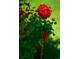 Close-up shot of vibrant red roses blooming in the garden outside of the home at 1856 S Monroe St, Denver, CO 80210