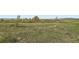 Vast field of lush green grass under a clear sky, dotted with a few trees in the background at 10064 Owens St, Broomfield, CO 80021