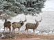 Exterior shot featuring three deer grazing in the snowy yard at 27 Buckthorn Dr, Littleton, CO 80127