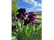Close-up of blooming purple iris flowers in a garden setting with green grass and blue sky backdrop at 6031 S Irvington Ct, Aurora, CO 80016