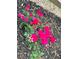 Abundant rose bush in full bloom, showcasing vibrant pink flowers against dark mulch at 6031 S Irvington Ct, Aurora, CO 80016