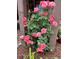 Climbing rose bush displaying beautiful pink flowers and lush green leaves along a trellis at 6031 S Irvington Ct, Aurora, CO 80016