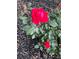 Vibrant red rose in full bloom with healthy green foliage in garden at 6031 S Irvington Ct, Aurora, CO 80016