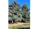 A view of the large blue spruce trees in the front yard of this home at 6176 S Adams Dr, Centennial, CO 80121
