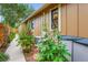A small side yard is filled with colorful Hollyhock plants along a narrow walkway at 8845 W 81St Dr, Arvada, CO 80005