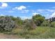 Community green space with lush trees and blue sky at 14916 E Crestridge Pl, Centennial, CO 80015